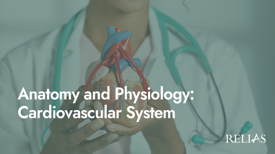 Anatomy and Physiology: Cardiovascular System | Relias Academy